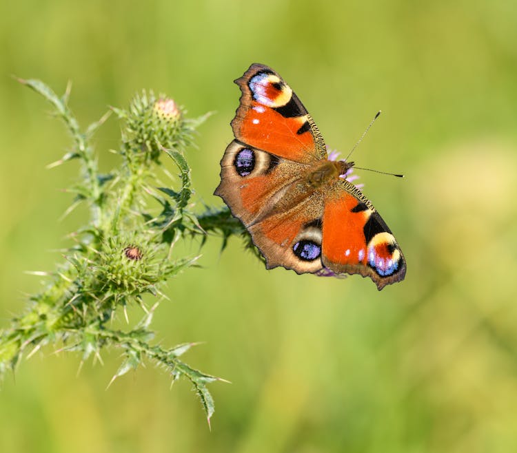 European Peacock Butterfly On Plant