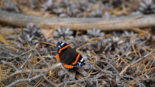 Butterfly on the Ground
