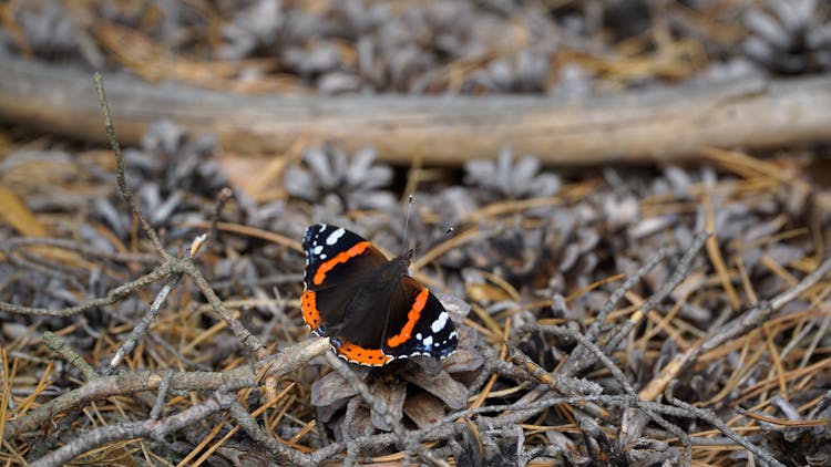 Butterfly On The Ground