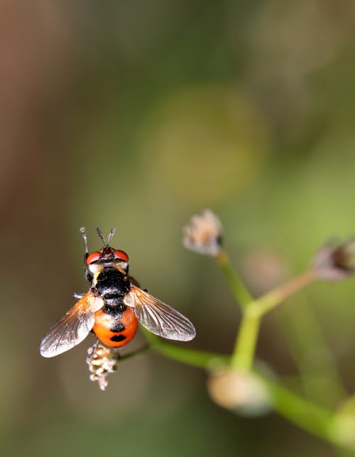 Ücretsiz bitki, böcek, bokeh içeren Ücretsiz stok fotoğraf Stok Fotoğraflar