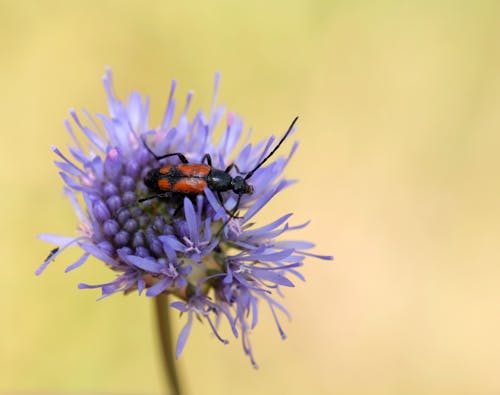 Fotobanka s bezplatnými fotkami na tému chrobák, kvet, leto