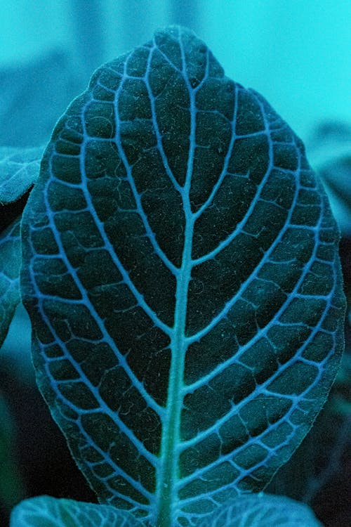 Darmowe zdjęcie z galerii z fotografia makro, fotografia roślin, liście