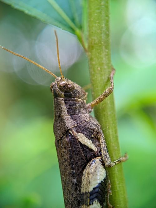 Free Detailed close-up of a grasshopper perched on a green stem with a blurred background in Dhaka, Bangladesh. Stock Photo