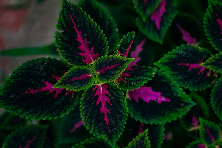 Green And Purple Leaves Of A Coleus Plant