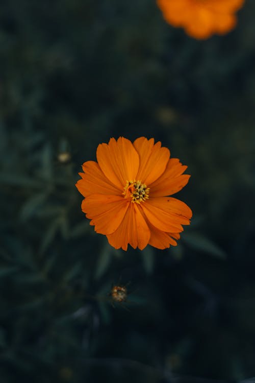 Orange Wildflower Blooming Outdoors