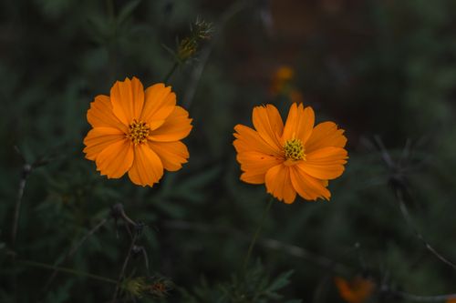 Free Close-up view of vibrant orange cosmos flowers in a natural setting, showcasing their vibrant petals. Stock Photo