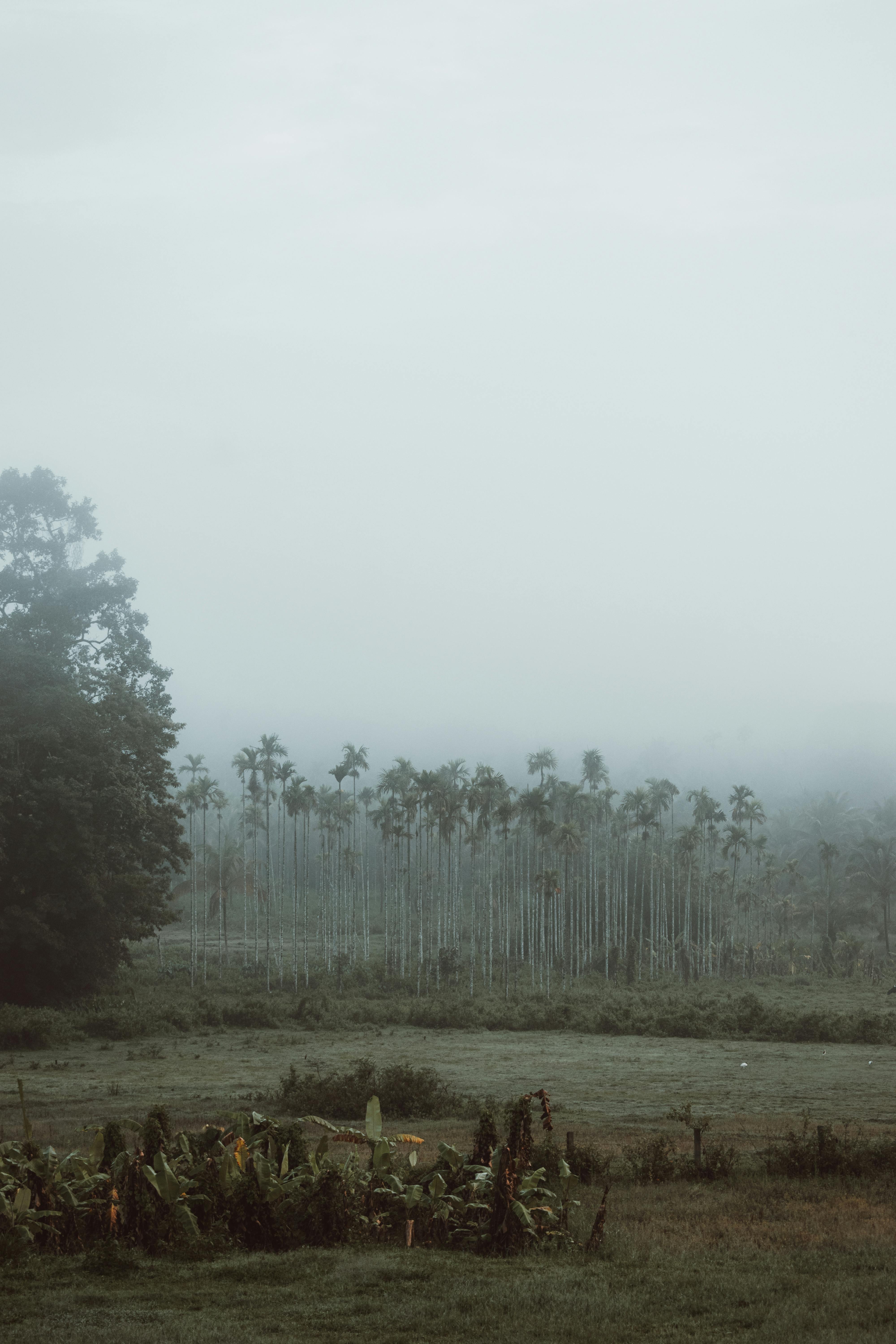 Palm tree, fog, bushes, dark, HD phone wallpaper