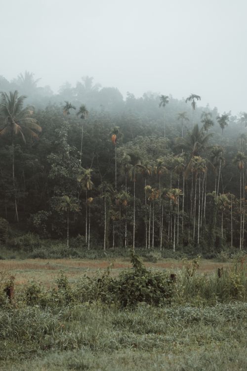 Free A serene misty tropical rainforest with tall palm trees and lush green foliage. Stock Photo