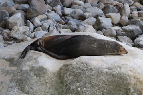 Free Seal Resting on Rocks Stock Photo