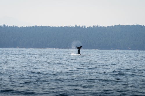 クジラ, 動物, 尾の無料の写真素材