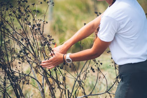 Photos gratuites de branches, buisson, debout