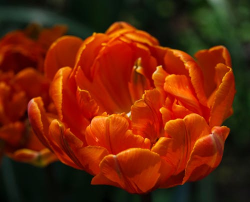 Blooming Orange Tulips