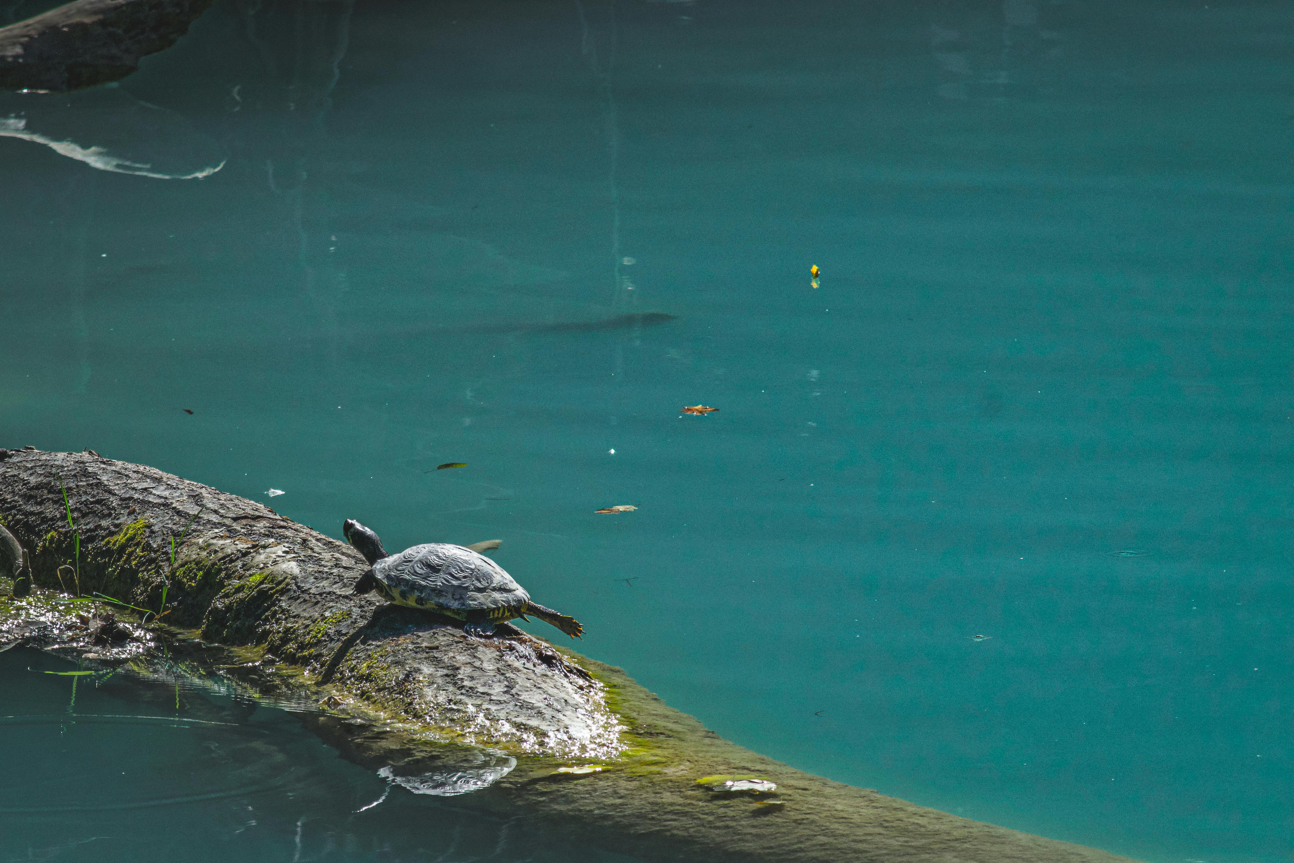 turtle on the river