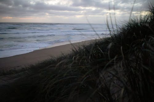 Foto d'estoc gratuïta de herba, mar, marea