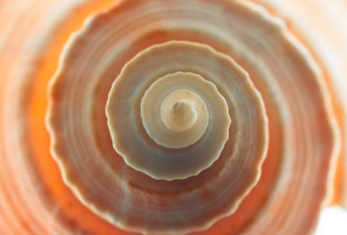 Free Shell Stock Photo