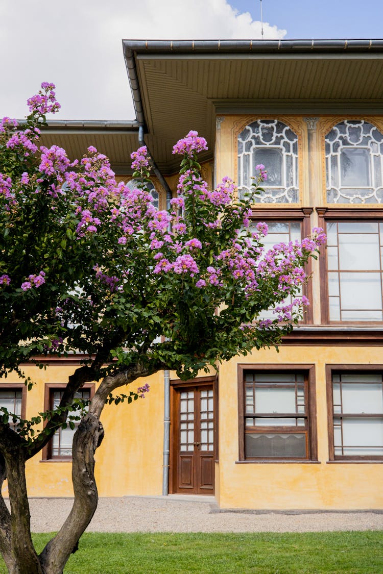 Flowering Tree In Garden Of A House