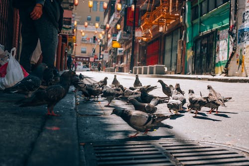 Free Pigeons on Street Stock Photo