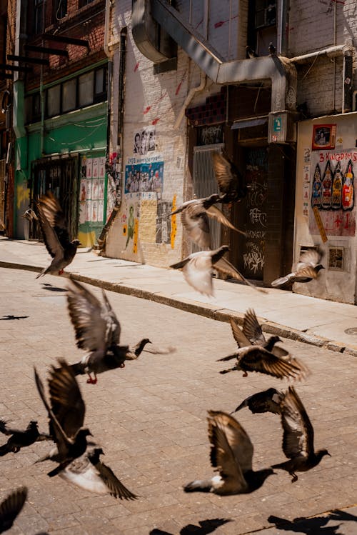 Free Pigeons Flying over Street Stock Photo