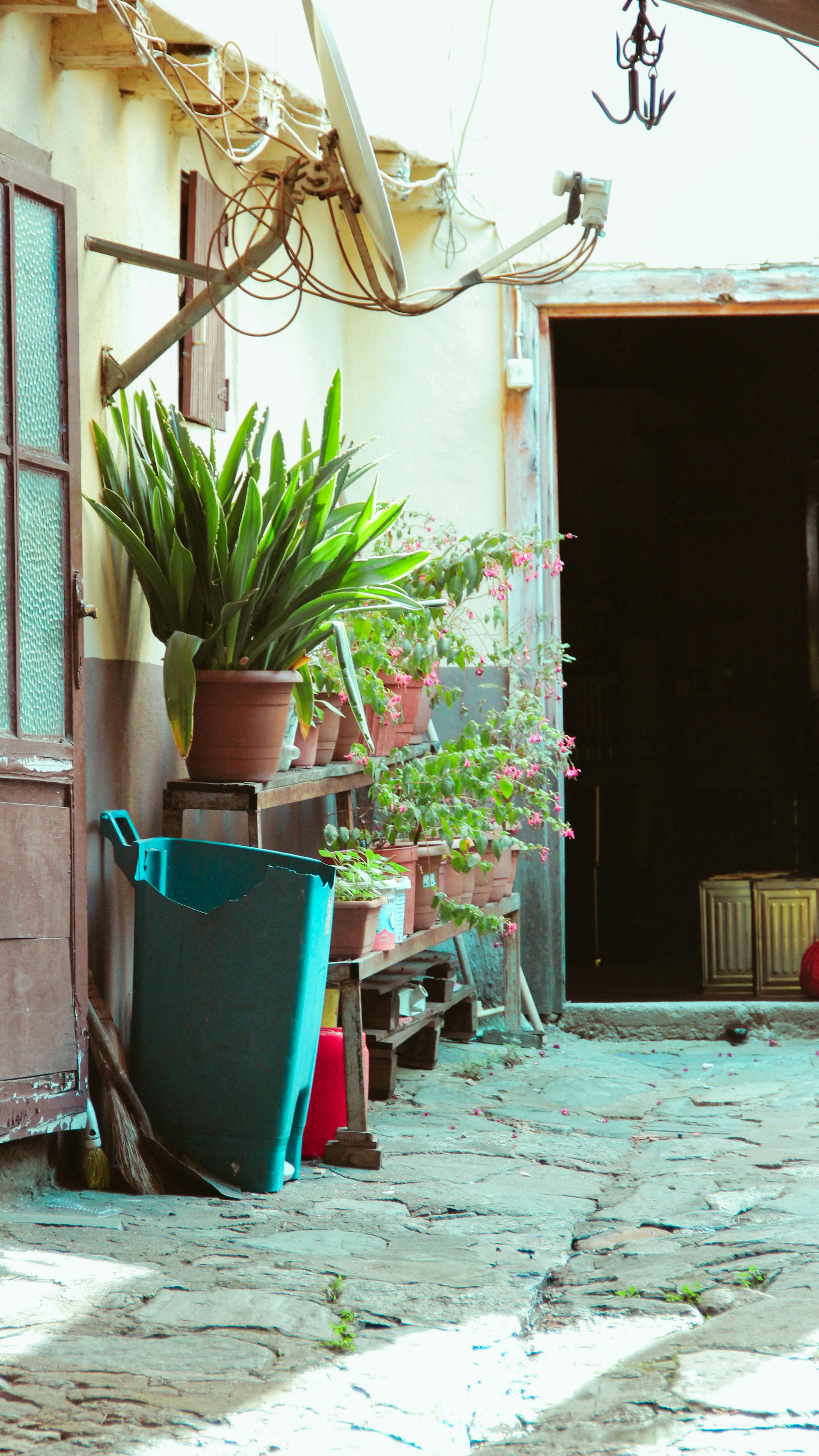 a potted plant sits on a patio next to a door