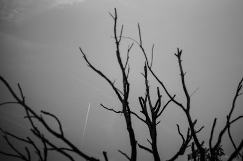 Imagine de stoc gratuită din alb-negru, arbore gol, cer gri