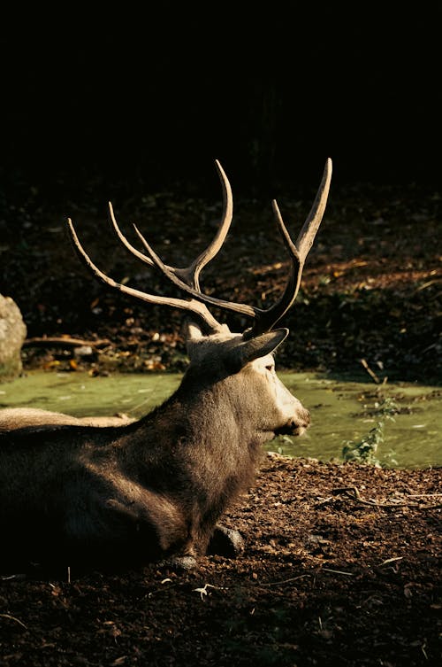 Free stock photo of animal, animals, antlers