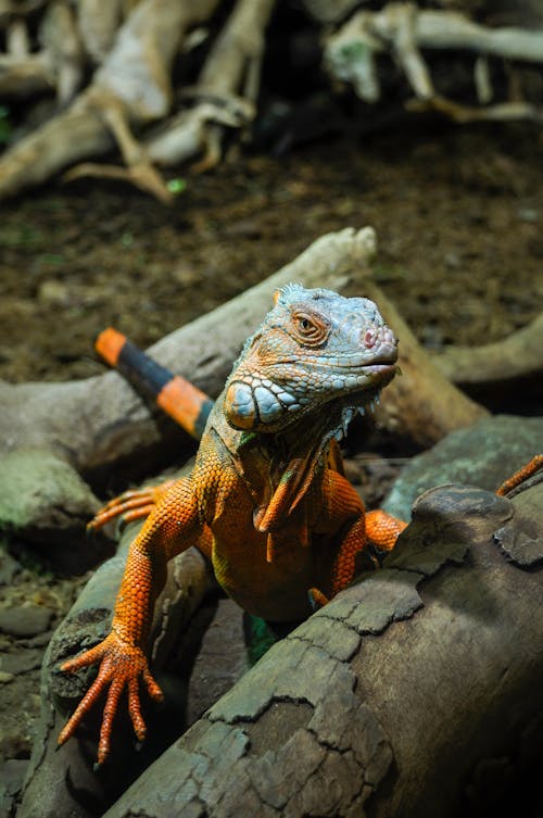 Iguana in Nature