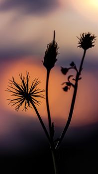 Silhouetted wildflowers with vibrant sunset background create a delicate nature scene.