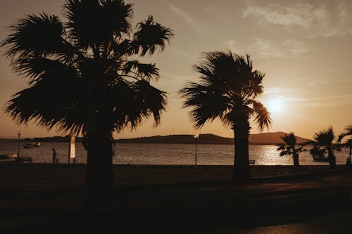Silhouetted Palm Trees on the Shore at Sunset