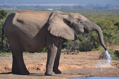 Gratis stockfoto met afrikaanse olifant, dierenfotografie, drinkwater