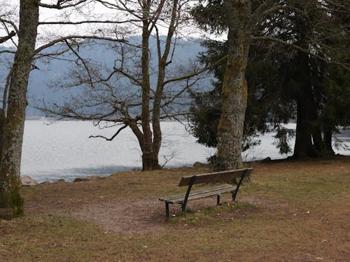 Empty Bench in a Park beside a Body of Water