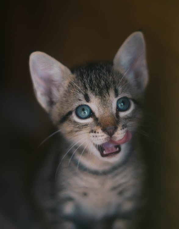 Fotobanka s bezplatnými fotkami na tému cicavec, domáce zviera, fúzy