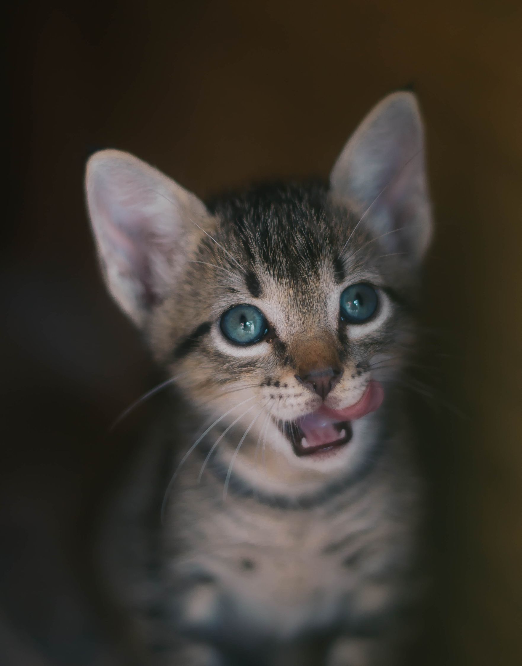 鸡胸肉多久给猫吃一次 pexels-photo-1835007.jpeg?auto=compress&cs=tinysrgb&h=750&w=1260&dpr=3