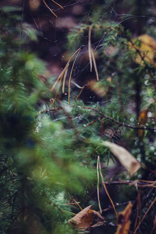 Бесплатное стоковое фото с forest, абстрактный, вертикальный выстрел
