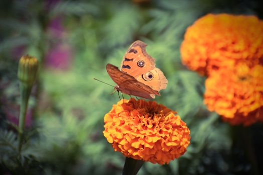A vibrant butterfly delicately perched on a bright orange marigold flower in an outdoor garden setting.
