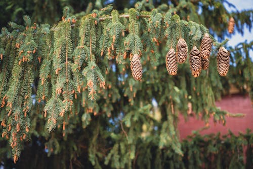 A Spruce Branch with Cones