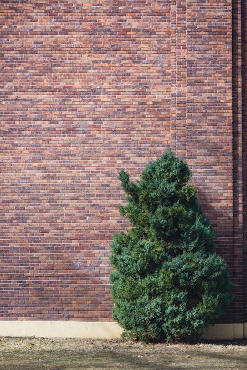 A Cypress Tree in front of a Brick Wall