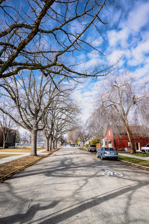 A Street between Leafless Trees and Houses