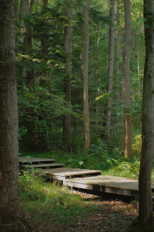 A Wooden Trail in the Forest