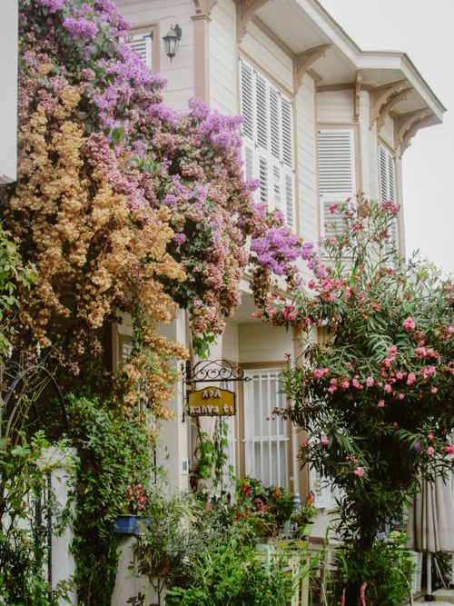 Free Vibrant bougainvillea adorns a city house, showcasing urban floral beauty. Stock Photo