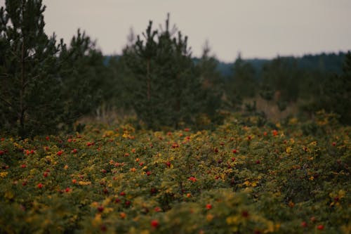 Foto stok gratis alam, bidang, bunga merah