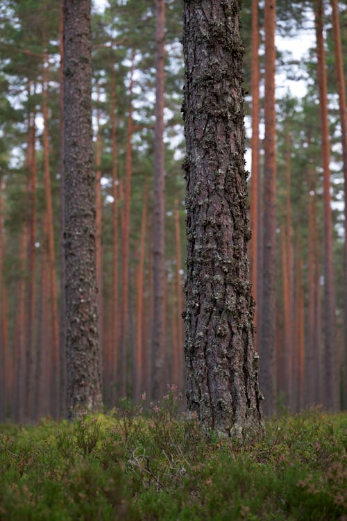 Základová fotografie zdarma na téma flóra, les, příroda