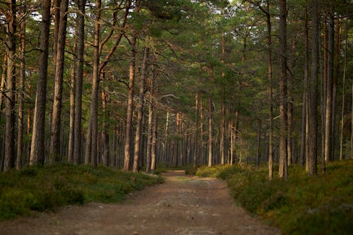 Fotos de stock gratuitas de alto, arboles, bosque