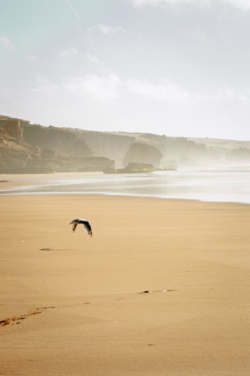 A Bird Flying over a Beach 