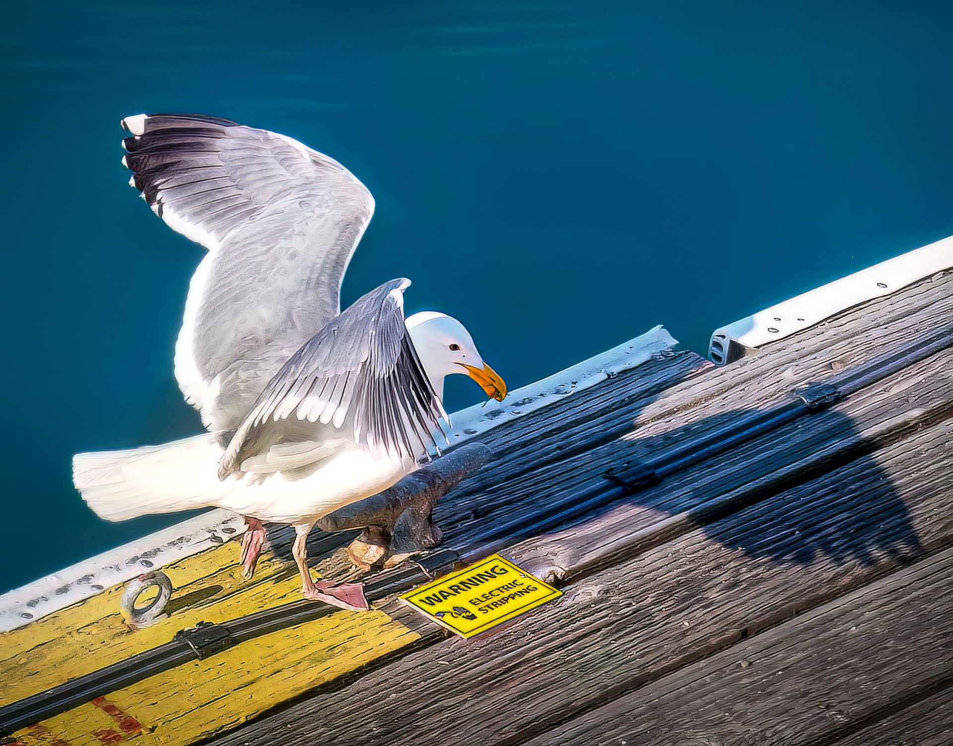 Close-up of a seagull landing on a wooden pier with a warning sign.