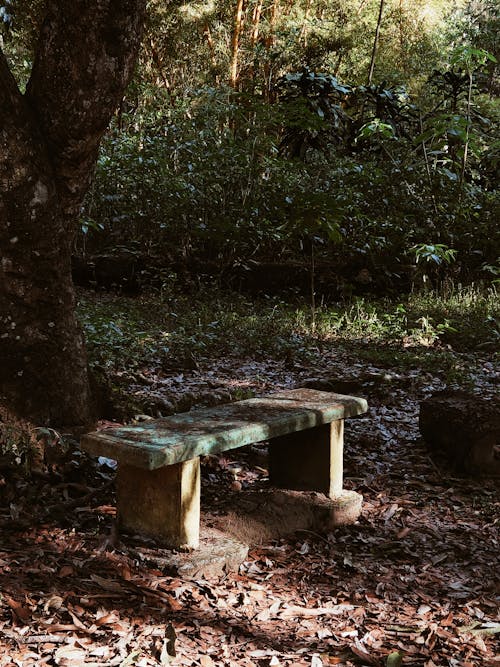 Foto profissional grátis de árvore, assento, declínio