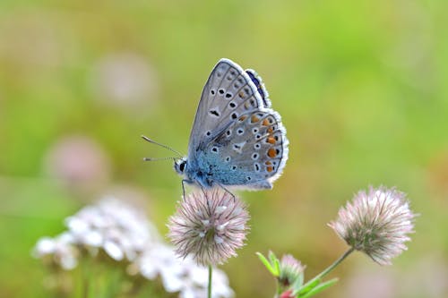 Common Blue Butterfly on Rabbitfoot Clover Flower