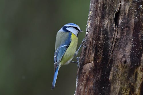 Eurasian Blue Tit Bird Pecking at a Tree Hole