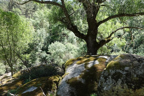 Immagine gratuita di alberi, ambiente, boschi