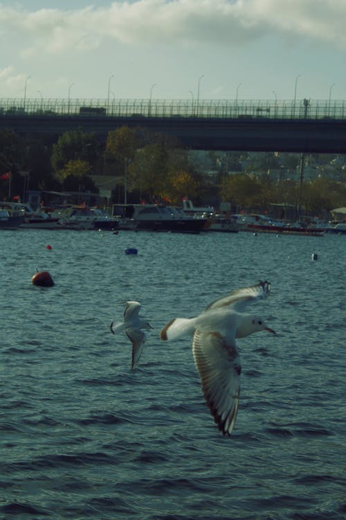 Seagulls Flying over the Sea