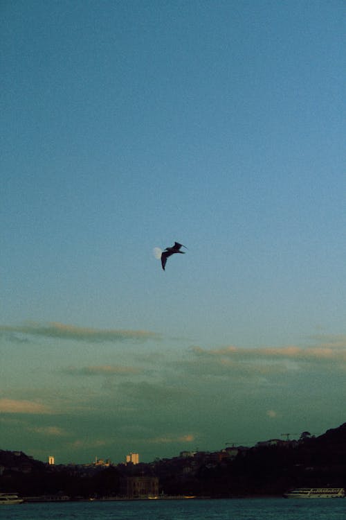 Bird Flying over Lake